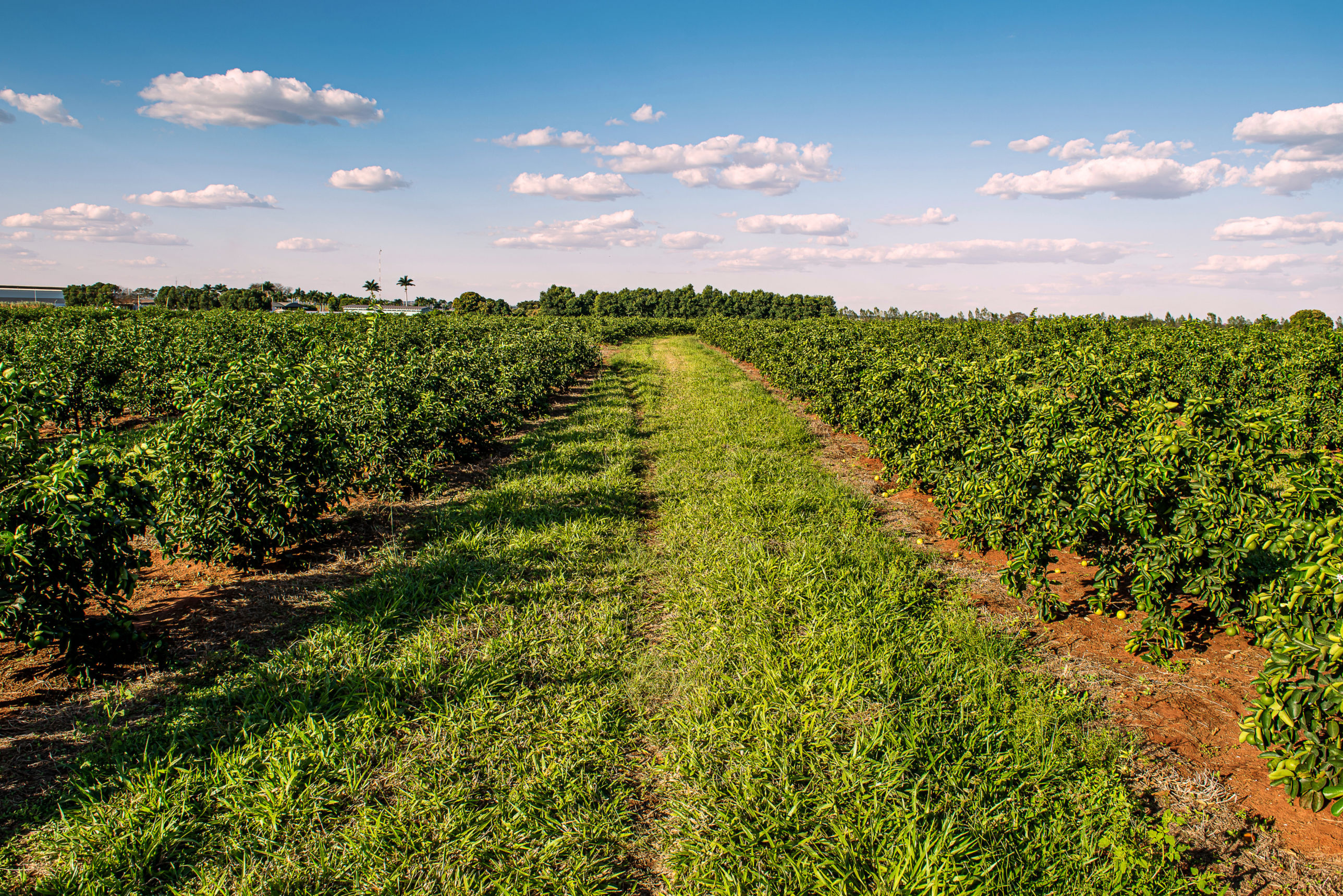 Inversiones Cítricas