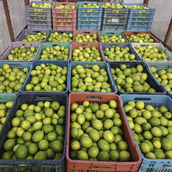 Inversiones Citricas