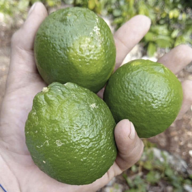 Inversiones Cítricas