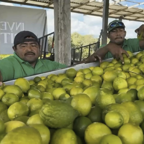 Inversiones Citricas